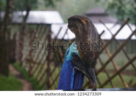 Head of cassowary, it has blue head and brown crest.