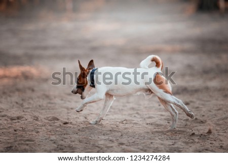 Charming dog fox terrier breed in the autumn forest