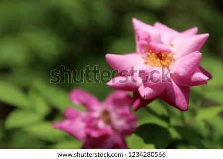 Gentle pink rose flowers, beautiful nature bokeh. Empty place for text, copy space. Photo with shallow depth of field, soft focus. Background blank for greeting card, new year.