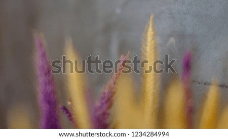 Defocussed dried grass flowers for home decorate with empty copy space.