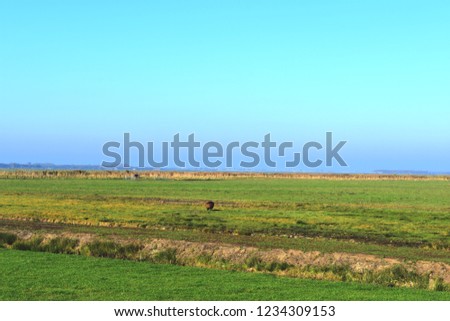 Typical image of the beautiful view of meadow in Eemdijk, the Netherlands. Picture taken on a sunny day.