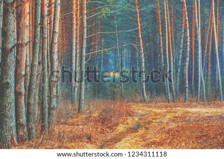 Beautiful pine forest in autumn