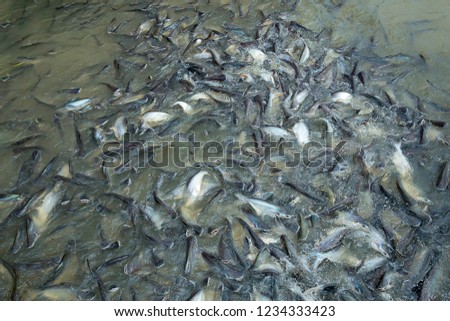 A Lot of Siriped Catfish at port in Bangkok.