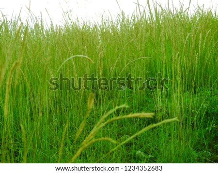 Beutiful and Nice slender pigeon grass, Green Fox tail Grass. Setaria viridis plant. Also known as Knotroot foxtail, 