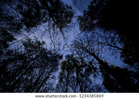 Trees silhouetted against a starry nights sky