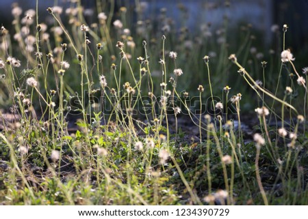 Flowers in the open grass. Natural background