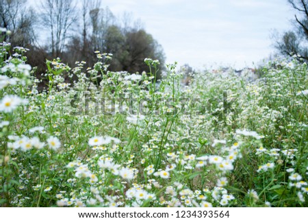 Erigeron karvinskianus Wild Daisy Flowers Bushes Meadow Photo