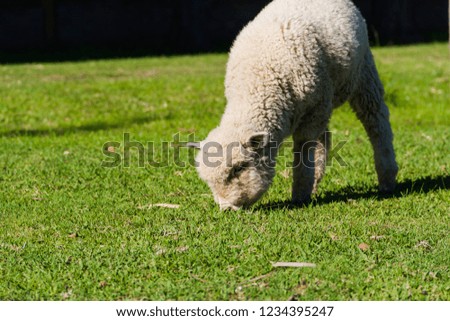 portrait of lamb grazing in the field