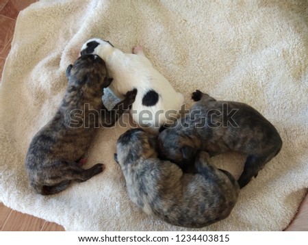 Newborn  puppy  French bulldog hybrids.