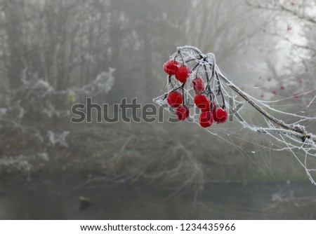 redberries in the morning fog in november
