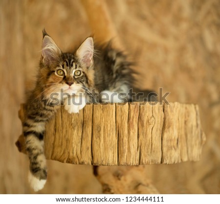 Cute Maine Coon young cat on the stump in the open-air cage