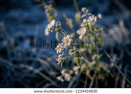 White frost-covered flower