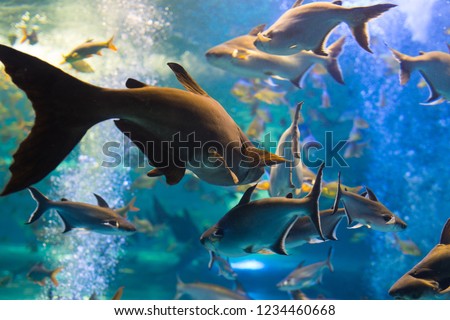 fishes underwater in freshwater zoo aquarium. Royalty-Free Stock Photo #1234460668