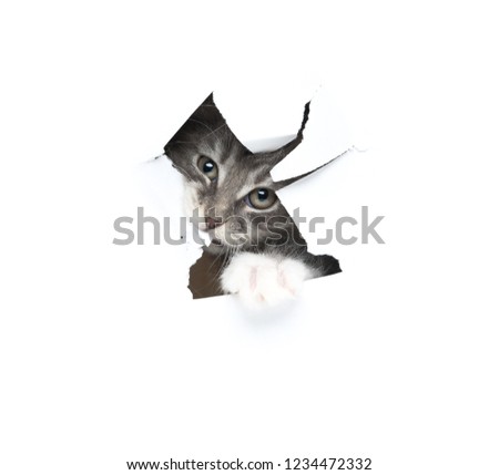 8 week old blue tabby maine coon kitten chewing on white paper background with a hole in it. the cat is looking directly at the camera
