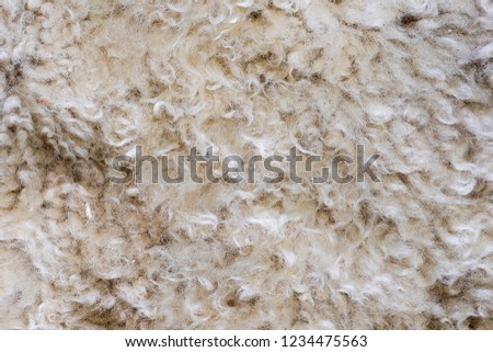 Gray wool sheep close-up macro photo