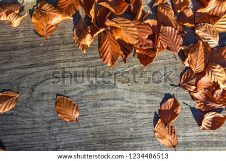Wood background with leafs in autumn