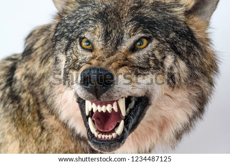 grin of a wolf close up Royalty-Free Stock Photo #1234487125