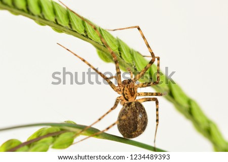 A macro photo of a House Spider (Achaearanea tepidariorum) when it just started making its web