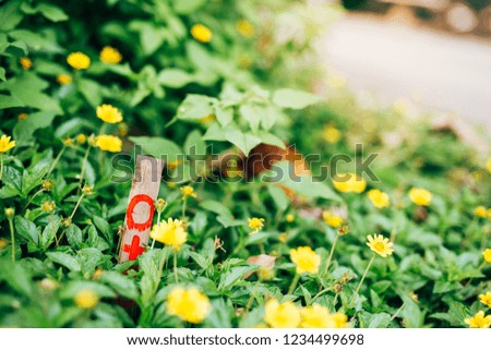 Yellow flower are blossoming along the road. There are embroidered wooden signs