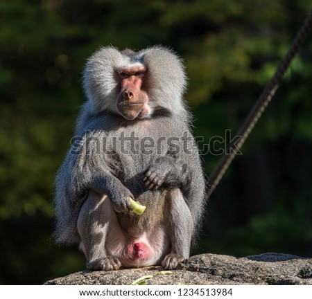 Hamadryas Baboon (Papio hamadryas) is an old World monkey which is found natively in very specific area of Africa and Arabian Peninsula.