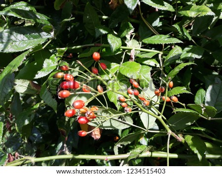 Branches with fruits of Rose Hip, also called Rose Haw or Rose Hep.
