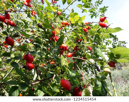 Branches with fruits of Rose Hip, also called Rose Haw or Rose Hep.
