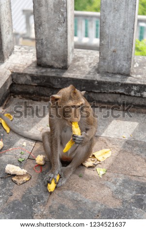 adult monkeys sits and eating banana fruit in pattaya town, Thailand