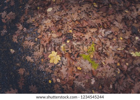 Autumn park, photos of details