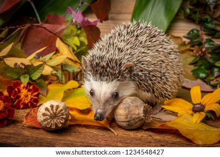 Four-toed Hedgehog (African pygmy hedgehog) - Atelerix albiventris funny autumnal picture
