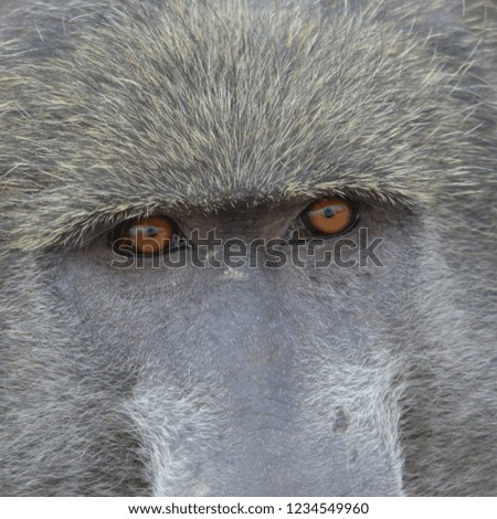 Chacma Baboon in South africa