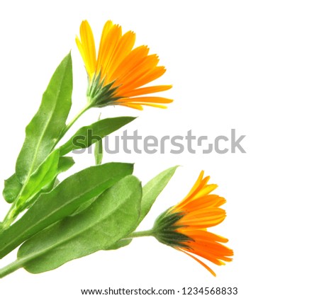 Marigold - Calendula Officinalis Isolated On White