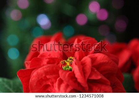 Closeup picture of Poinsettia with illumination
