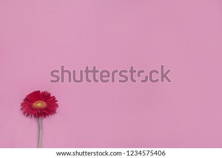 one fresh red cut gerbera on a pink background