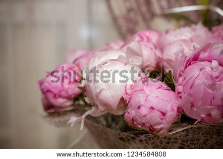 fresh bright blooming peonies flowers with dew drops on petals. white and pink bud.peony roses.Summer blossoming delicate peony frame, blooming peonies flowers festive background, pastel and soft