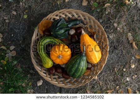 Decorative autumn pumpkins, various kinds in shallow wicker basket on green grass and autumn yellow leaves, green and orange colorful squashes and brown chestnuts