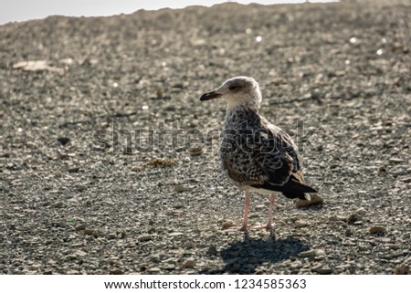 One young seagull Larus marinus stands on a beach of gray sea pebbles. Sunny autumn day.