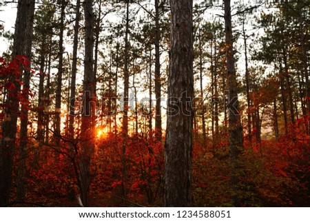 Rays of the setting sun through a pine autumn forest covered with red bushes