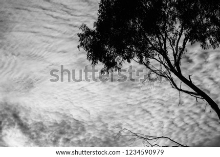 Sillouette of a tree and clouds