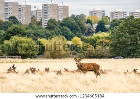 Herd of deer in Richmond Park in London