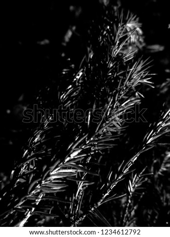 Dark b&w christmas tree - holiday christmas card. Background and Texture