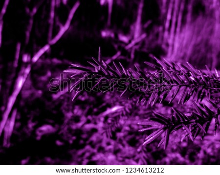 Purple christmas tree - holiday christmas card. Background and Texture