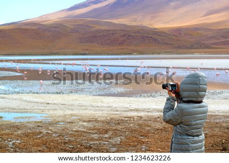 Female Tourist Taking Pictures of a Big Group of Pink Flamingo at Laguna Hedionda, The Saline Lake in Andean Altiplano, Potosi, Bolivia
