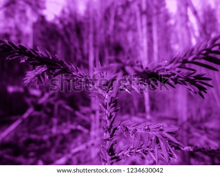 Purple christmas tree. Holiday christmas card