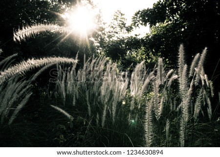 sunburst through fern