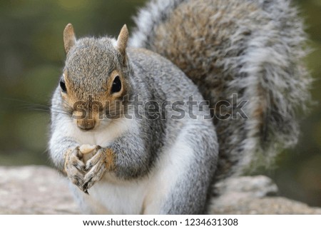 Close up portrait of a grey squirrel (sciurus carolinensis) eating a nut