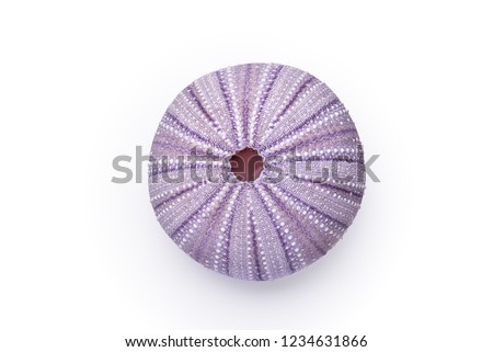 Sea Urchin Highly Detailed Macro Shot of Sea Urchin Shell on white background with faint shadow. Echinoderms. Sea Urchins. Purple Mauve Sea Urchin Shell. Detailed  Pen Tooled Clipping Path in JPEG
