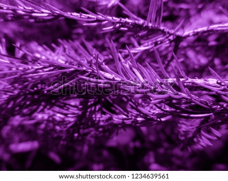 Purple christmas tree. Holiday christmas card