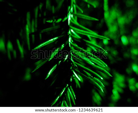 Dark green christmas tree - holiday christmas card. Background and Texture