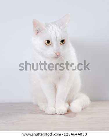 White cat sits on a gray, wooden table. On a white background. Close-up.