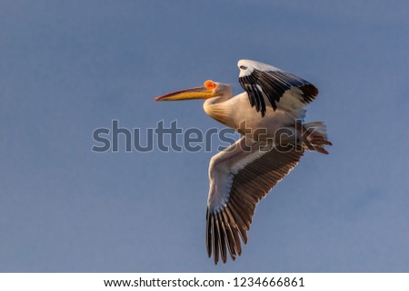 white pelican (pelecanus onocrotalus)  in flight. Danube Delta, Romania